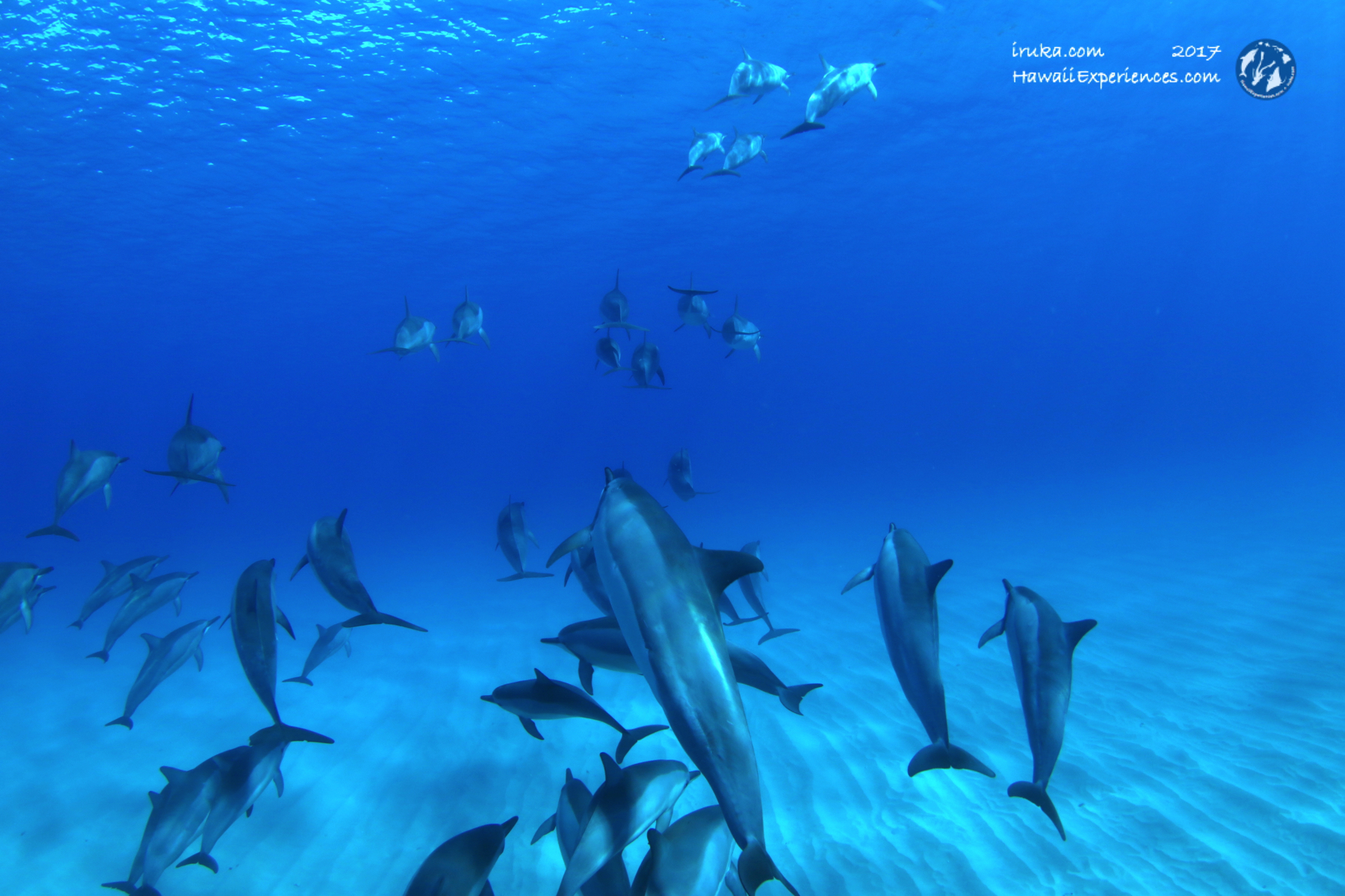 search for wild spinner dolphins Sunrise Dolphin Snorkel Experience
